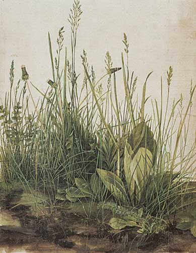 Albrecht Dürer, das grosse Rasenstück